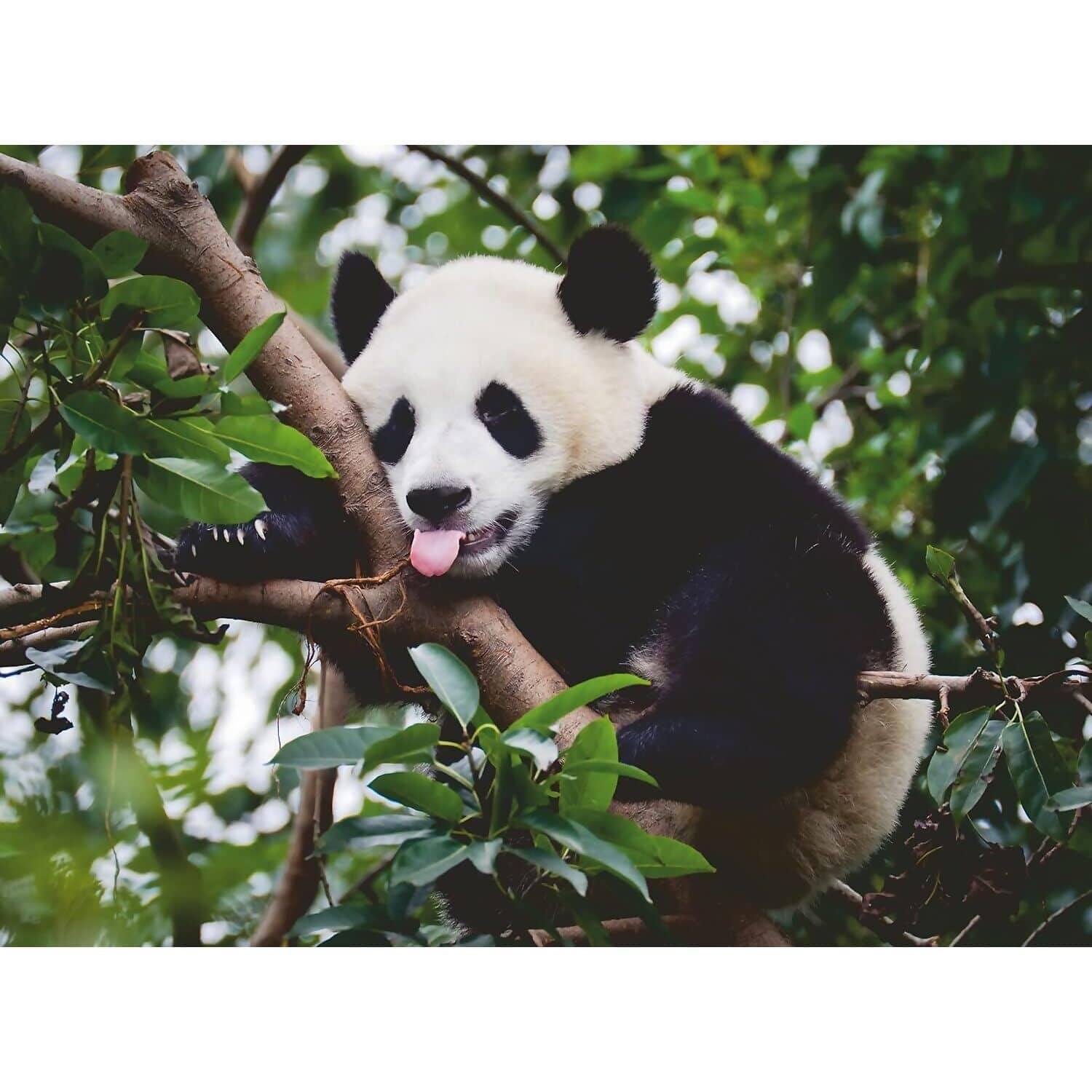 Ravensburger - Panda Bear Jigsaw Puzzle 500 Pieces